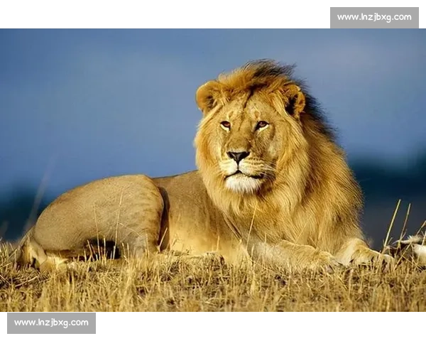 草原霸主对决狼群智慧与棕熊力量的生死较量全解析自然界真实战术博弈