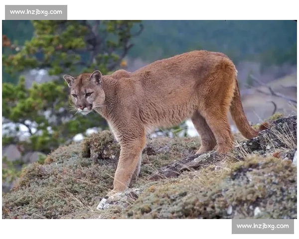 美洲虎与美洲狮正面对决力量速度与生存策略终极较量野外王者之争